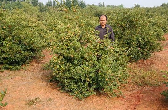 油茶树 油茶苗 开启中国农民创富之路