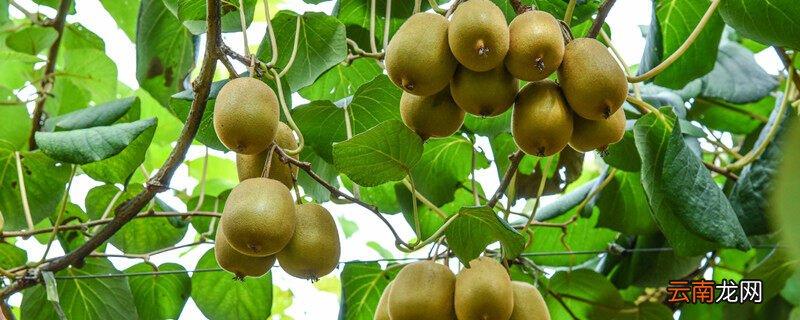 猕猴桃怎么种植方法和管理,猕猴桃树的种植与管理?