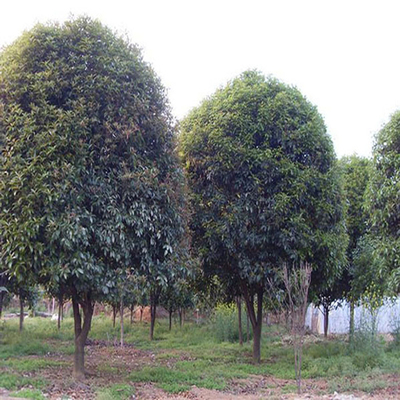 重庆市涪陵区石立树木种植场-