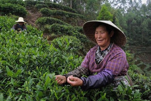 这些村民世代守护贡茶树,一年只采摘十几天,游客有钱也买不到
